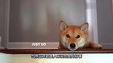 主人回家晚了一些，柴犬趴在楼梯上严肃地盯着主人，还生主人的气