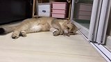 猫咪对猫棒的热爱是无法停止的