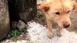 萌宠 老土狗见到熟人是这个样子滴，乐呵呵哒！[高清版]