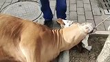 屠夫究竟多残忍，现场斩杀怀孕四周的母牛