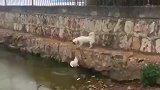 狗子把大公鸡逼得钻到石缝里去避难了，真豪横
