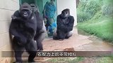 动物园里黑猩猩开始直立行走，走路姿势很嚣张，像一个名人！