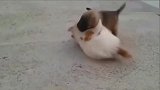 小奶猫和小奶狗打架啦，小奶猫还会锁喉这一招，真是天赋呀