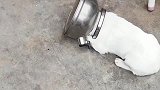 狗子把狗头卡在水壶里的搞笑操作！