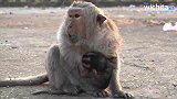 年老母猴生下小猴精疲力尽，猴儿在它怀里饥饿挣扎，让人潸然泪下
