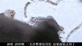 搞笑视频集合：谁家这么教孩子吃西瓜的啊，神经病吧