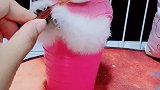 小吃货！️谁带走……
