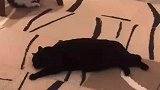 时间长了地毯是会长猫