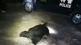四川江油黑熊袭击村民致3死 官方：已击毙，正在处理善后