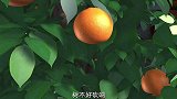 熊出没：光头强要把橘子树送给李老板，熊二的橘子树要没了