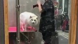 宠物一键退毛梳！
