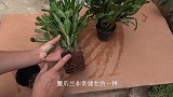 蟹爪兰买回来的处理方法，首先第一步要“隔离”