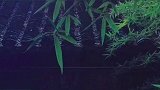 秋雨如丝亦成思