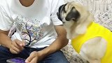 巴哥犬吵着要洗澡，主人竟往水里放小龙虾，太搞笑了