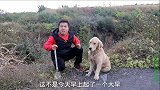 金毛草丛里发现枚黑色的蛋，连声呼喊着要吃掉，可把小虎给气坏了