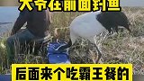 大爷在前面钓鱼，丹顶鹤在后面吃霸王餐