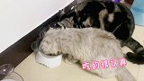 小母猫太能吃了，公猫的饭量都比不上她！