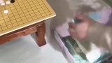 汉服开箱小姐姐的这件白色汉服好仙，穿在身上像极了百花仙子