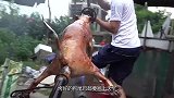 大叔街边现场烤狗，烤好尾巴翘上天，拿刀一切，肉汁满满流口水