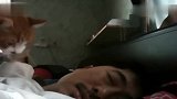 猫咪叫主人起床,铲屎官却赖床不起,猫表示我尽力了