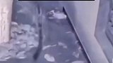 杭州警方对“金钱豹外逃事件”立案调查，5人被采取刑事强制措施