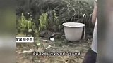 毒蛇咬伤采药老人胶鞋当场咬穿！医生割烂肉挤毒，连打12支血清