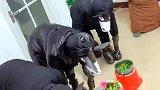 养了这么多驴子，每天要吃不少草料！