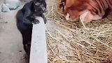 小时候的猫咪被奶牛欺负
