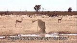 角马正在刨土，却突然间倒地抽搐，一旁的羚羊看得莫名其妙！
