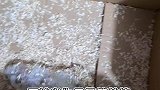 没想到啊没想到，养鼠五年第一次被迫水洗