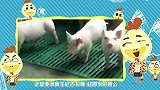 大咖笑料-20160423- 笑趴！萌宠舞神争霸赛