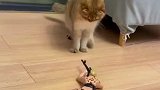 猫咪版退退退，你别过来