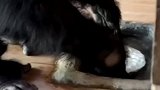 猩猩吃完饭之后自己到水池边洗碗