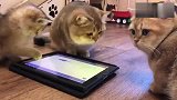三只猫咪一起玩平板电脑！
