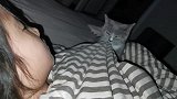 抓住干坏事的猫，该怎么收拾它