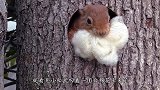 小松鼠回家时，发现窝被猫头鹰霸占了，接下来憋住别笑
