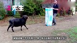 脾气暴躁的公羊会有怎样的表演，看懵我了！