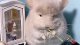 吃草的一天～
