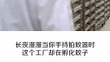 全球最大的蚊子养殖工厂，每年能孵化36亿只蚊子，哦买嘎！
