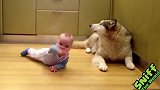 可爱视频集锦：阿拉斯加犬和小朋友嬉戏