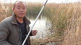 发现好钓点，鲫鱼一条接一条上钩