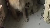 小狗也太真实了吧，在一旁瑟瑟发抖