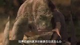如果被科莫多巨蜥袭击，应该怎么办