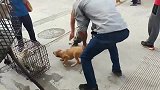 农村狗市这只小狗可真凶，连主人都敢咬，吓得小伙都不敢买了