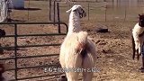 小女孩当着羊驼的面抱走宝宝,最后羊忍无可忍,场面爆笑