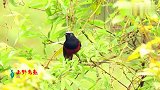 好漂亮的红肚皮红尾巴小鸟，每次飞走时都要叫一声