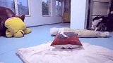 男主人和女主人被做成假人，狗子看到后什么反应，更关注谁