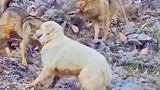牧区狼群围攻牧羊犬，双方都很紧张，都没有先动手