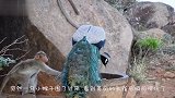 孔雀开屏向人类炫耀，不料一只松鼠来捣乱，孔雀：你来砸场子的啊