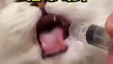 猫咪喝药喝到吐泡泡，终于体会到良药苦口